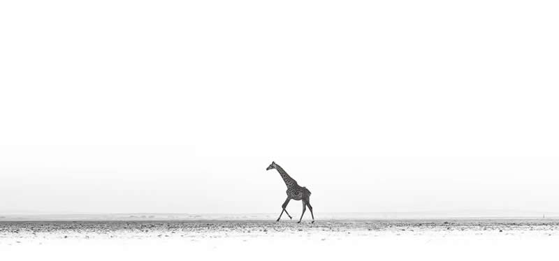 White Noise by Venkat Iyer, The Netherlands - The Artist Gallery Awards Minimalist 2026 Winners