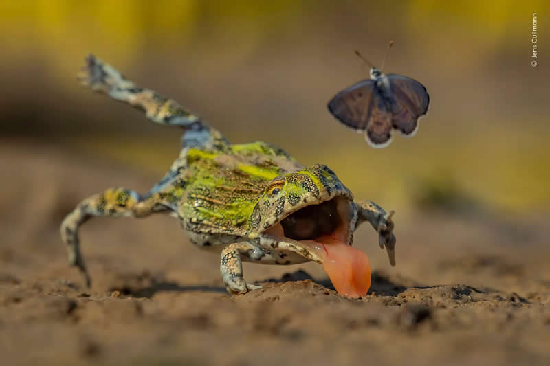 An African babul butterfly gets out of the way of an attack from an African bullfrog just in time. Shot in Botswana