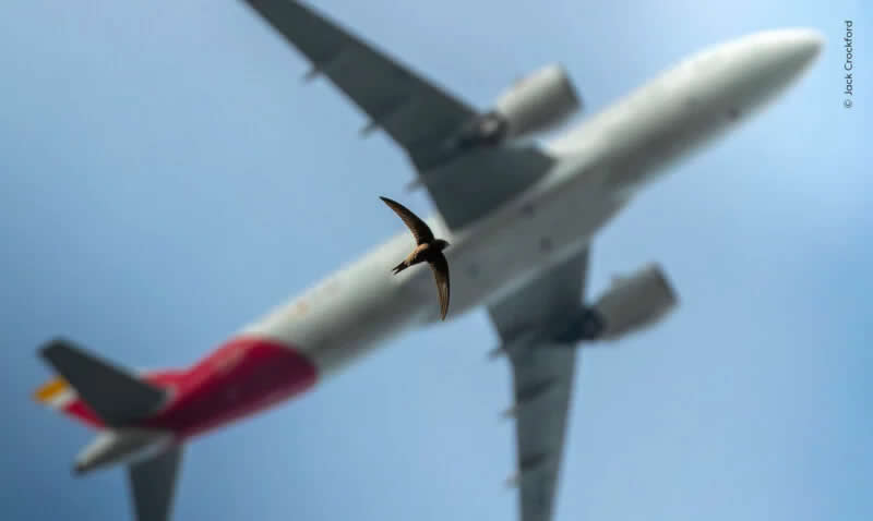 A low-flying swift mirrors an incoming plane to Heathrow Airport.