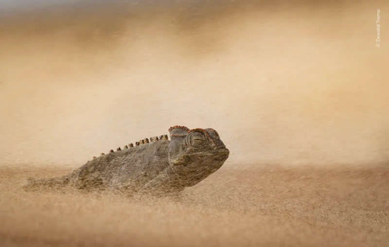 A chameleon battles a sandstorm in the Namib Desert. 