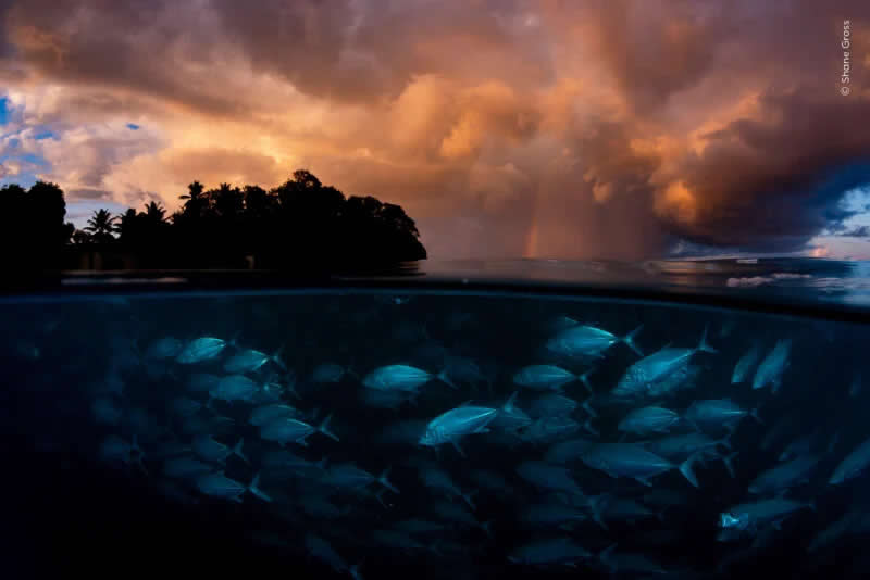A school of bigeye trevally in the Seychelles