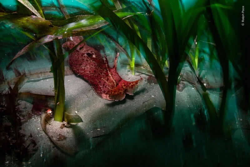 A sea hare glides through an eelgrass meadow in Monterey Bay.