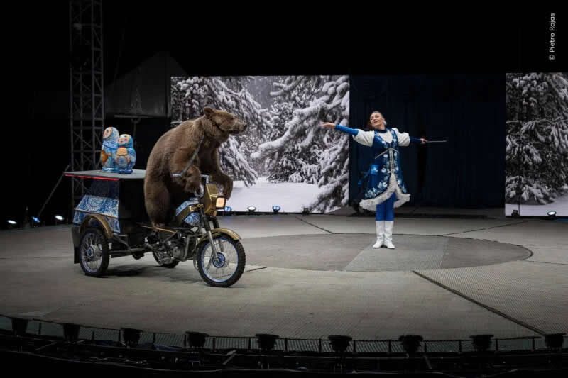 A muzzled brown bear rides a motorcycle at a circus in Doha