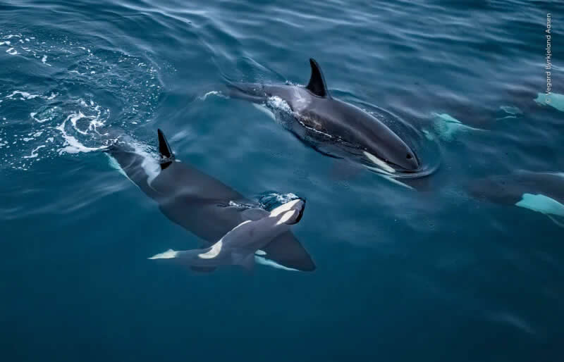 An adult orca carries a deceased calf off the coast of Norway.