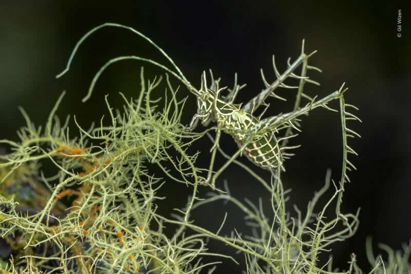 A 15 millimeter (0.6 inches) lichen dragon katydid in the Andes Mountains, Ecuador.