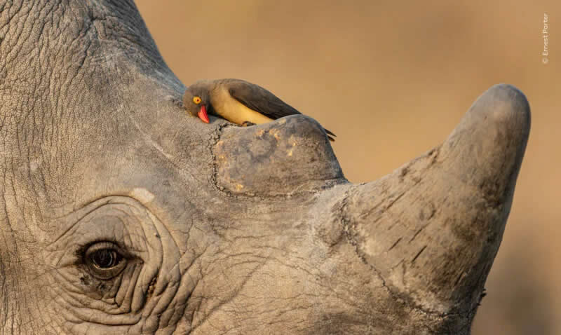 An oxpecker cleans its bill against a rhino&rsquo;s skin in the soft afternoon light in South Africa.