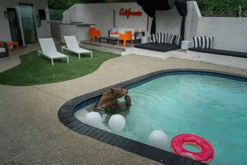 A black bear stops for a dip in a southern California pool.