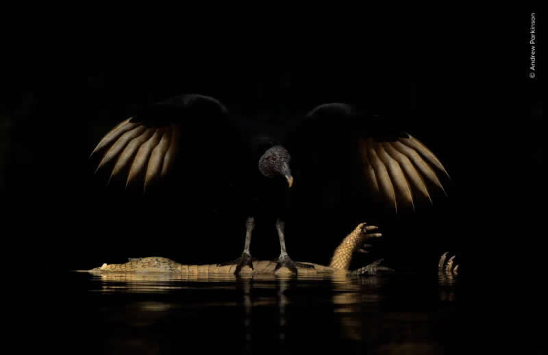 A black vulture stands on the carcass of a yacare caiman in Brazil&rsquo;s Pantanal wetlands.