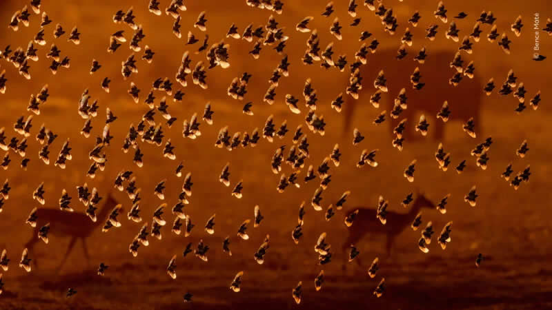 A flock of birds descend to quench their thirst at a small pond in Tsavo East National Park, Kenya.