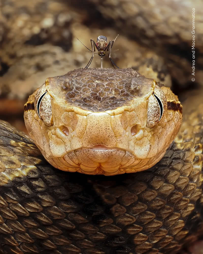 A mosquito drinks a venemous viper&rsquo;s blood.