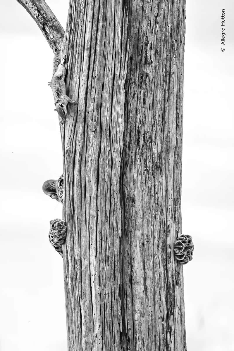 A young leopard chases a squirrel up a tree in Botswana&rsquo;s Okavango Delta