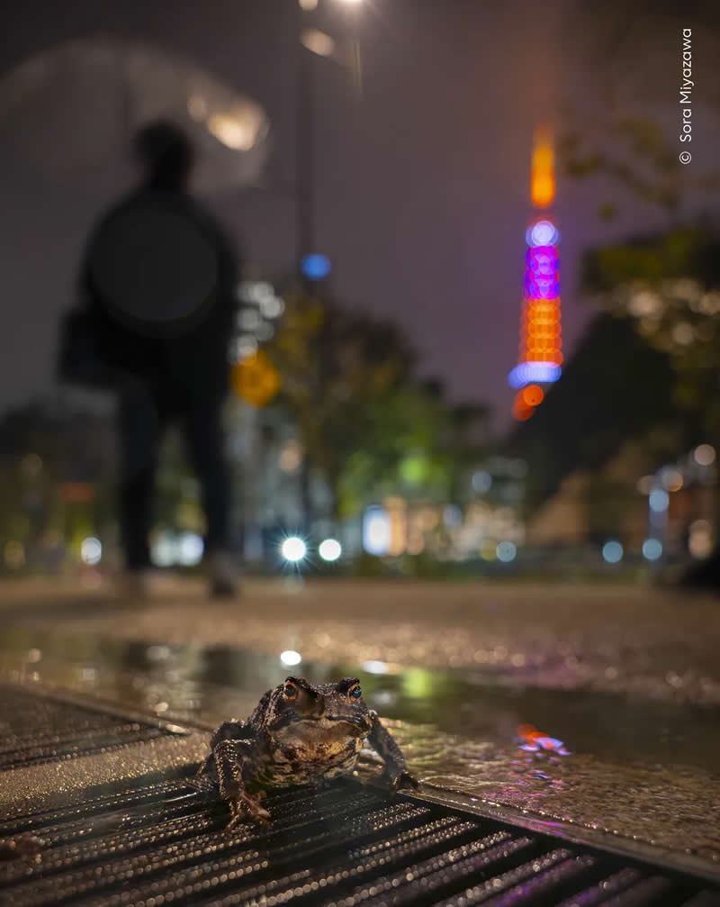 An Eastern Japanese toad wanders through the streets of Tokyo shortly after rainfall