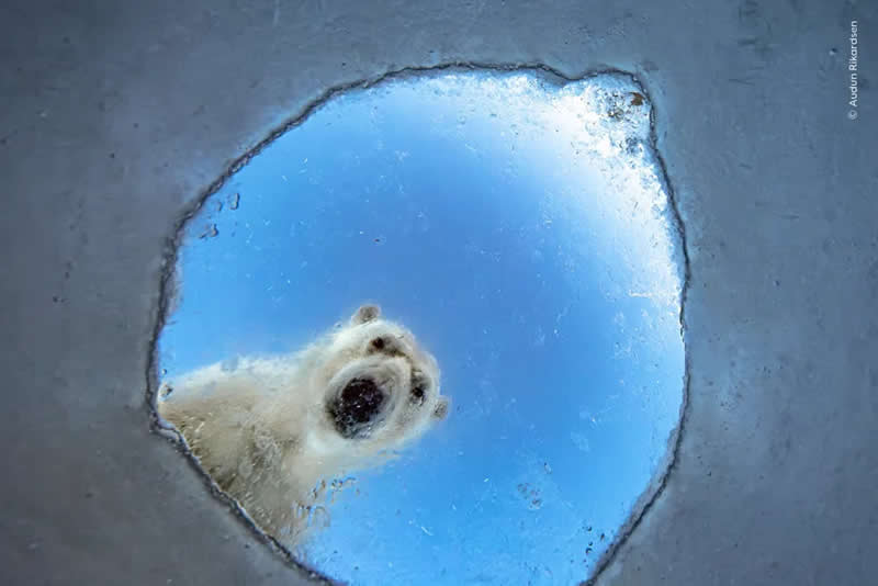 This might be the view a seal gets as it comes up from underwater to breathe: a polar bear, looking down for its prey.