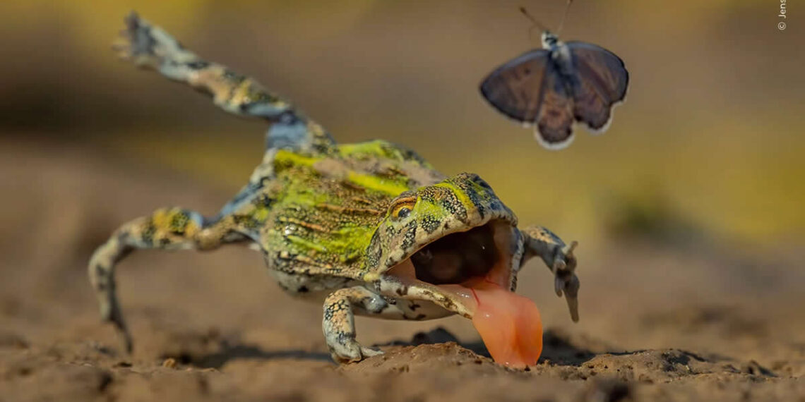 Finalists of Wildlife Photographer of the Year 2026