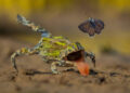 Finalists of Wildlife Photographer of the Year 2026