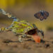 Finalists of Wildlife Photographer of the Year 2026