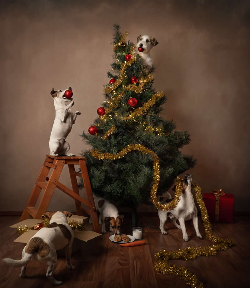 Fine Art - Winner: Animal Theater by Barbara Cesari, Italy - 12Awards Photography Competition Winners