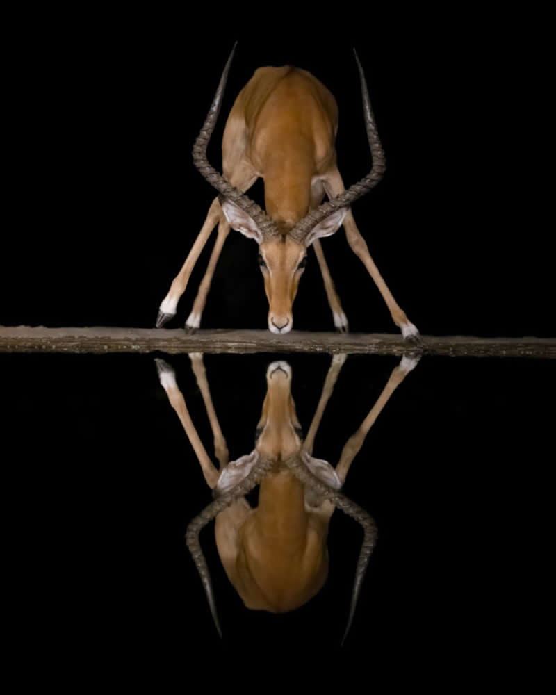 Nature/Wildlife - Silver: Reflections in the Night by Marcello Galleano, Italia - 12Awards Photography Competition Winners