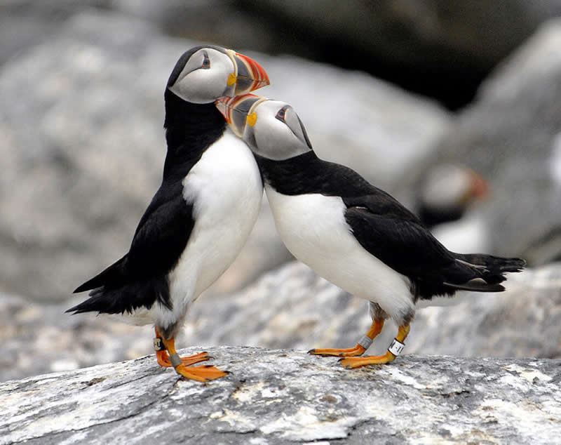 Nature/Wildlife - Bronze: Puffinuzzle by Derrick Z Jackson, United States - 12Awards Photography Competition Winners