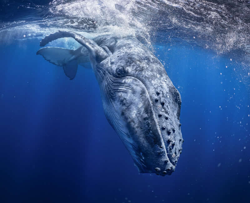 Nature/Wildlife - Jury Choice: Prince of Blue by Rintaro Ukon, Japan - 12Awards Photography Competition Winners
