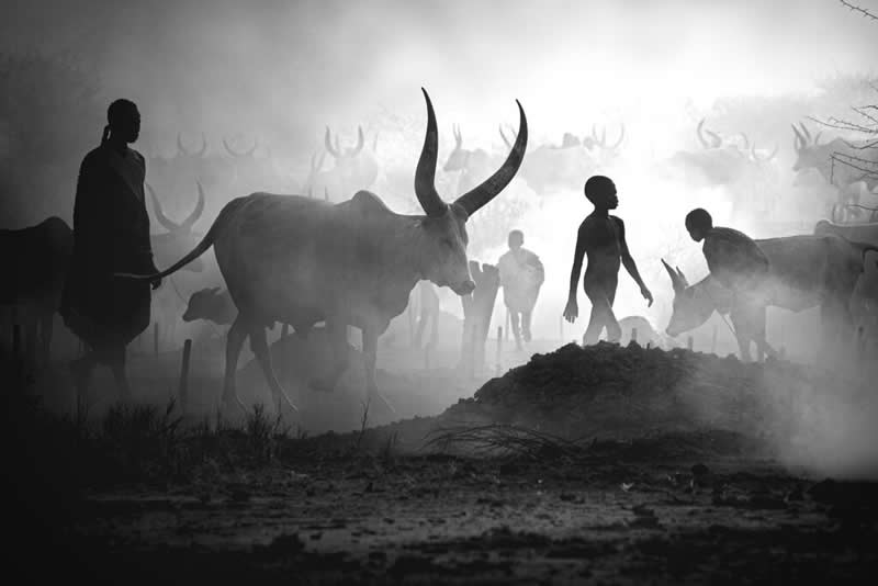 Open B&W - Winner: Mundari cattle camp by Svetlin Yosifov, Bulgaria - 12Awards Photography Competition Winners