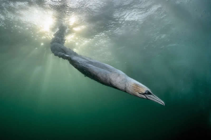 Overall Winner: Sunball Rocket by Henley Spiers - Bird Photographer of the Year 2026 Winners