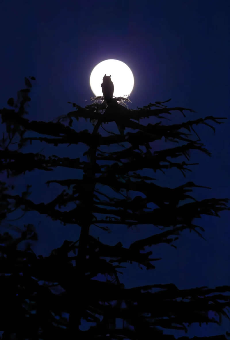 Young Bird Photographer of the Year: Moonlit Night by Parham Pourahmad - Bird Photographer of the Year 2026 Winners