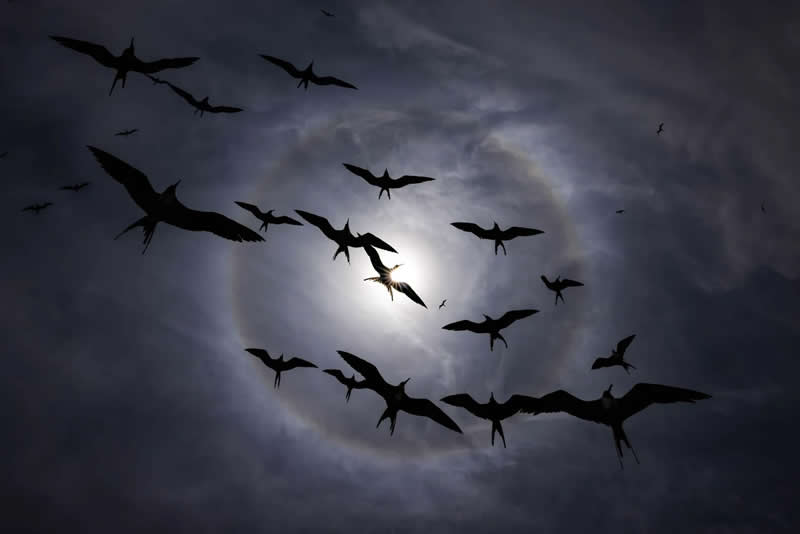 Best Portfolio - Winner: Fabulous Frigatebirds - Bird Photographer of the Year 2026 Winners