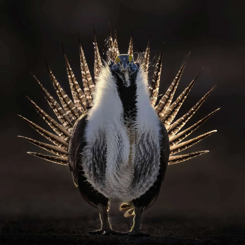 Best Portrait - Gold: Radiant by Thomas Deliberto, United States - Bird Photographer of the Year 2026 Winners