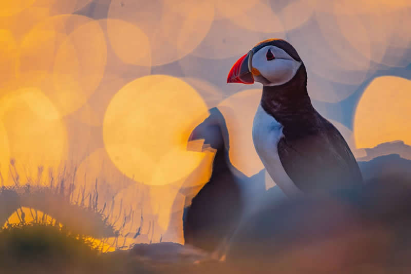 Best Portrait - Silver: Sunset Puffin by Volker Widmann, Germany - Bird Photographer of the Year 2026 Winners