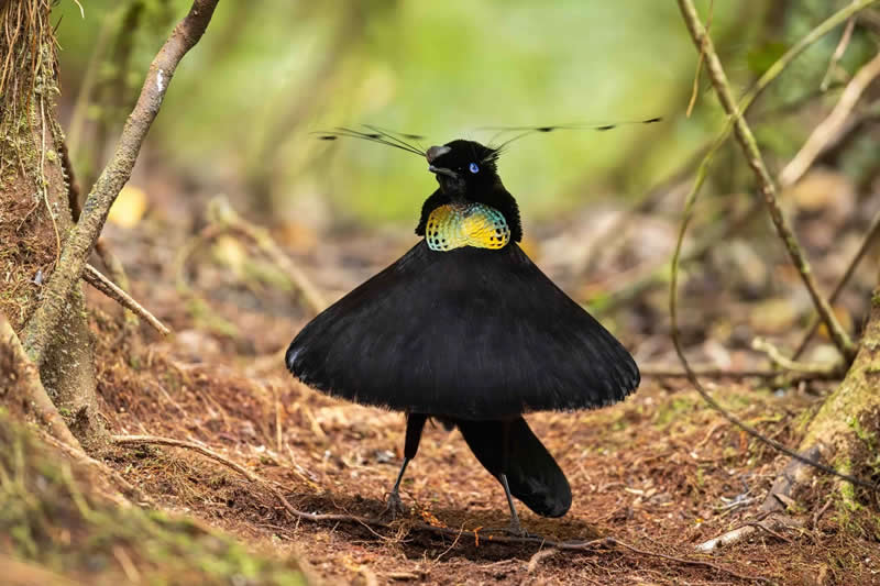 Best Portrait - Bronze: Tiny Dancer by David Stowe, Australia - Bird Photographer of the Year 2026 Winners