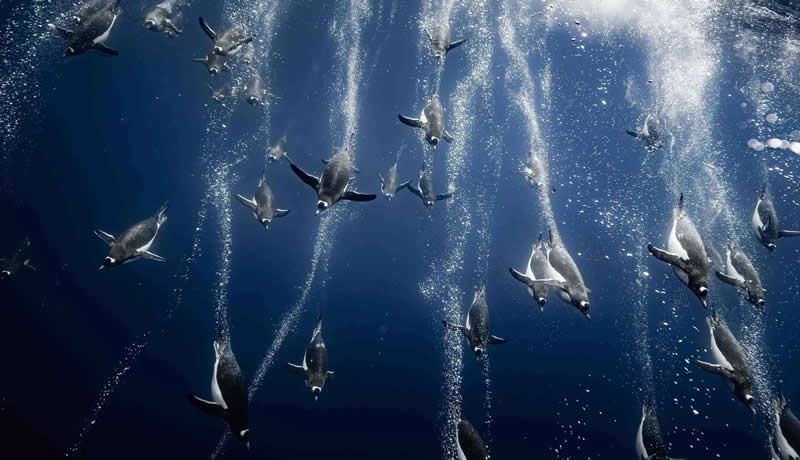 Birds in the Environment - Bronze: Back to Fishing by Romain Barats, France - Bird Photographer of the Year 2026 Winners