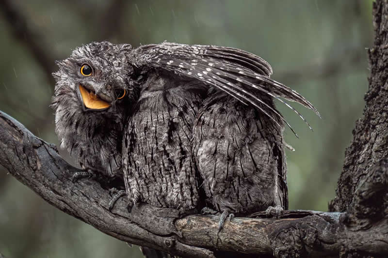 Bird Behaviour - Gold: I&rsquo;m Keeping Everyone Dry by Donald Chin, Australia - Bird Photographer of the Year 2026 Winners