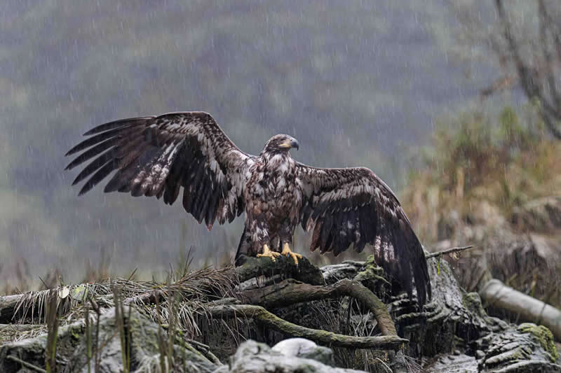 Bird Behaviour - Silver: Spread Eagle by Mark Carwardine, United Kingdom - Bird Photographer of the Year 2026 Winners