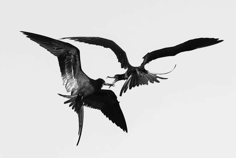 Bird Behaviour - Bronze: Kleptoparasitism by Bernhard Schubert, Austria - Bird Photographer of the Year 2026 Winners