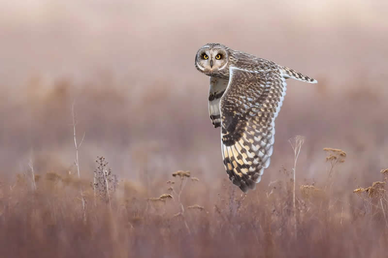 Birds in Flight - Gold: Eye-to-Eye with a Short-Eared Owl by Ivan Sj&ouml;gren, Sweden - Bird Photographer of the Year 2026 Winners