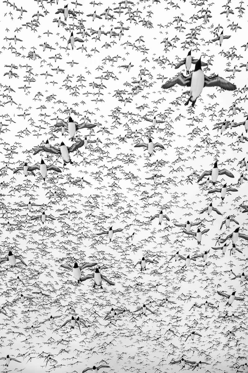 Birds in Flight - Silver: Patterns by Alex Pansier, Netherlands - Bird Photographer of the Year 2026 Winners