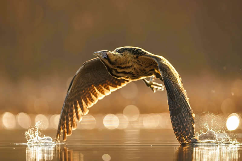 Birds in Flight - Bronze: Lord of the Reedbeds by Patryk Kurc, Poland - Bird Photographer of the Year 2026 Winners