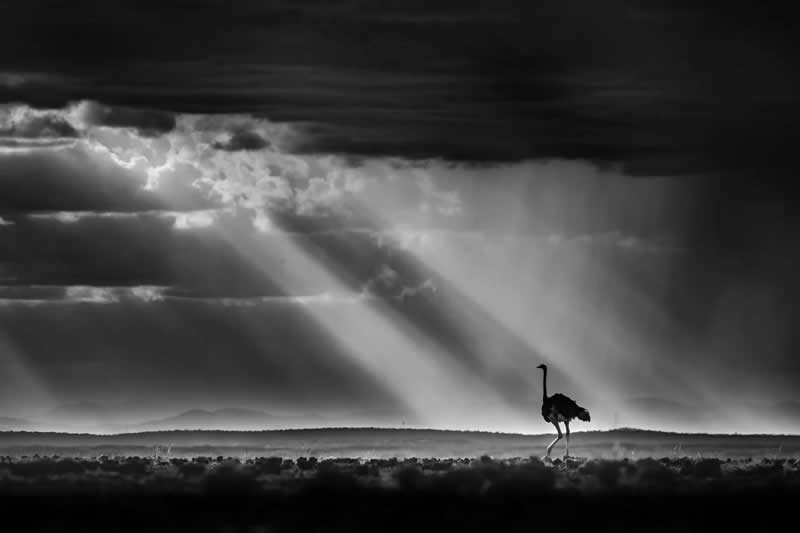 Black and White - Gold: An Ostrich Horizon by Rahul Sachdev, India - Bird Photographer of the Year 2026 Winners