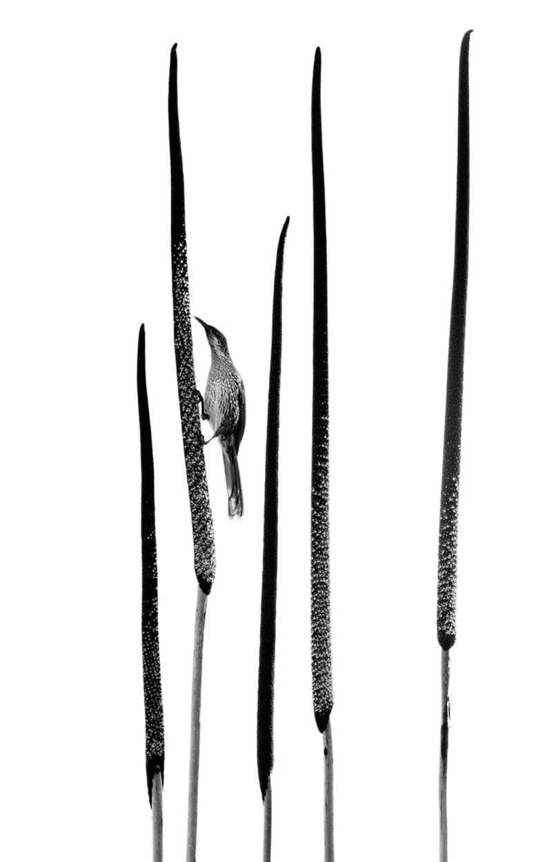 Black and White - Silver: Grass Tree by Raoul Slater, Australia - Bird Photographer of the Year 2026 Winners
