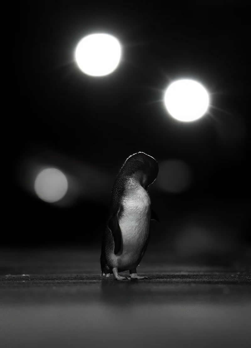 Black and White - Bronze: Promenade Preening by Julian Terreros-Martin, Spain - Bird Photographer of the Year 2026 Winners
