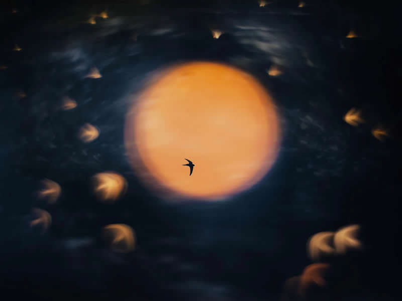 Creative Perspectives - Gold: Sundance by &Aring;smund Keilen, Norway - Bird Photographer of the Year 2026 Winners