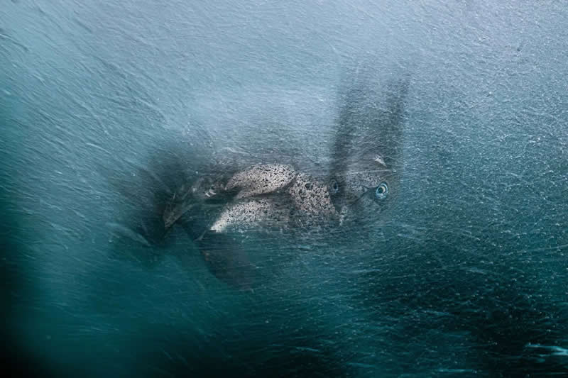 Creative Perspectives - Silver: Turbulence by Henley Spiers, United Kingdom - Bird Photographer of the Year 2026 Winners