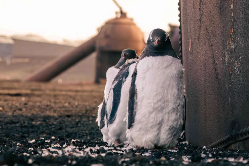 Urban Birds - Silver: Deception&rsquo;s Hope by Romain Barats, France - Bird Photographer of the Year 2026 Winners