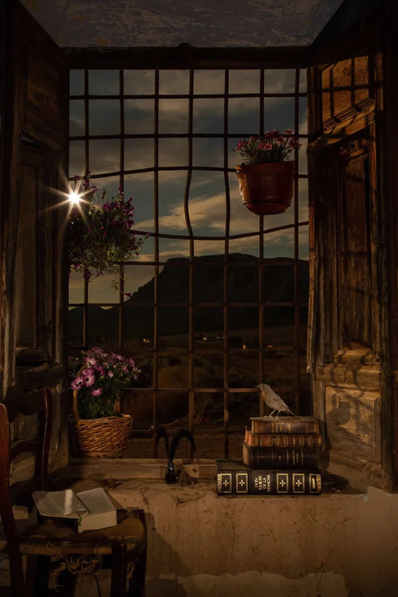 Urban Birds - Bronze: The Window of Dreams by Julian Fernandez Quilez, Spain - Bird Photographer of the Year 2026 Winners