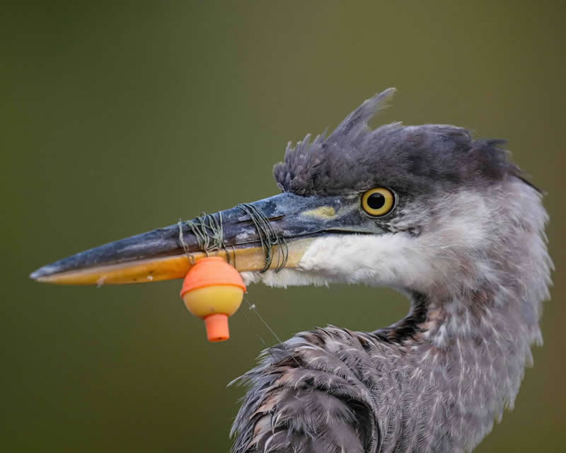 Conservation - Gold: Not a Good Day Fishing by Kent Stuart, United States - Bird Photographer of the Year 2026 Winners
