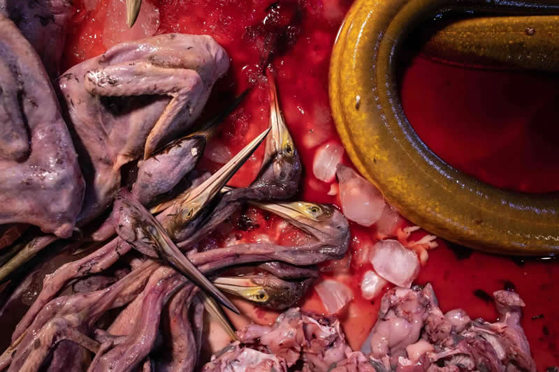 Conservation - Silver: Birds in the Red by Yann Bigant, France - Bird Photographer of the Year 2026 Winners