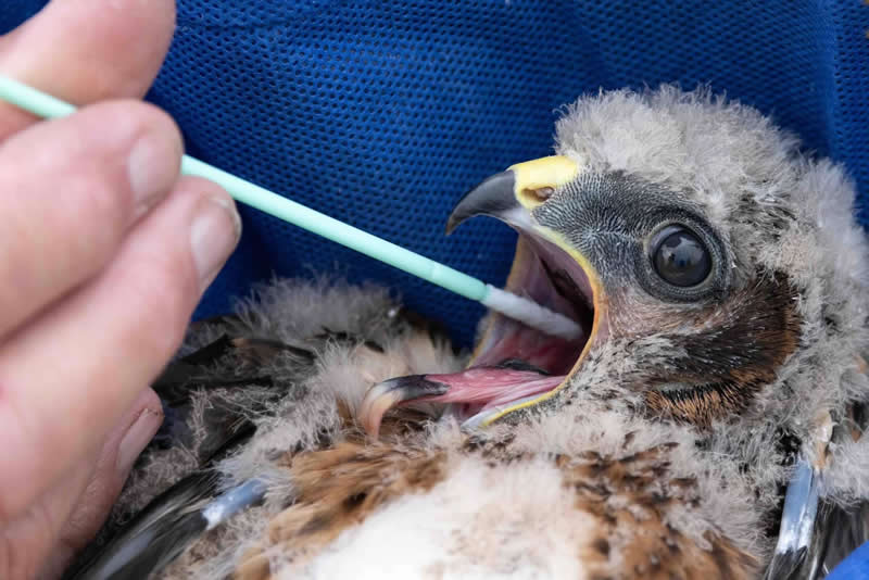 Conservation Award: Hen Harrier Persecution by Conrad Dickinson, UK - Bird Photographer of the Year 2026 Winners
