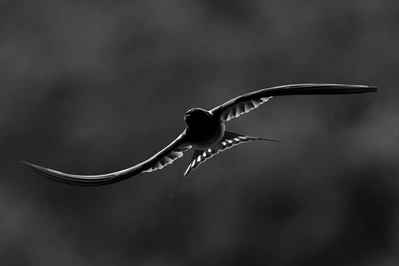 15-17 years - Bronze: Black and Wings by Eug&egrave;ne Soussan - Bird Photographer of the Year 2026 Winners