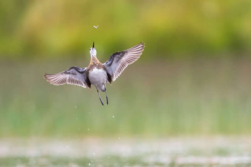 12-14 years - Gold: Acrobat of the Skies by Paula Czaeczine - Bird Photographer of the Year 2026 Winners
